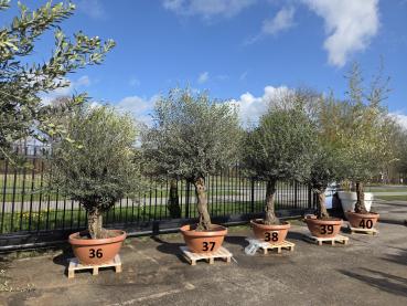 Preview: Olivenbaum Hojiblanca  240 cm -  (ca. 80 Jährig) mit schönem verzweigtem Stamm.