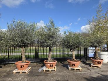 Preview: Olivenbaum Hojiblanca  240 cm -  (ca. 80 Jährig) mit schönem verzweigtem Stamm.