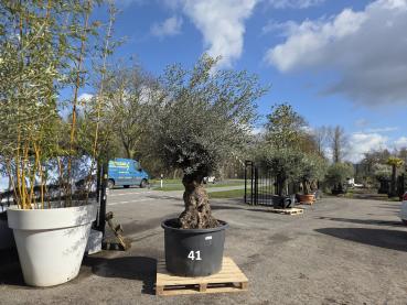 Preview: Olivenbaum Hojiblanca  280 cm -  (+150 Jährig) mit sehr dickem knorrigem Stamm.