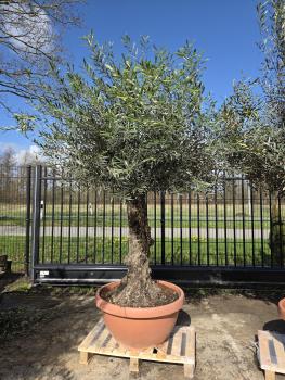 Olivenbaum-Hojiblanca--Nr-43