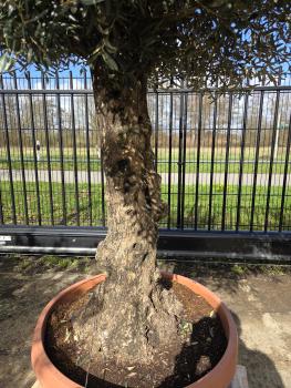 Preview: Olivenbaum Hojiblanca  260 cm -  (ca. 60 Jährig) mit altem Stamm.