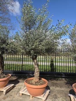 Olivenbaum-Hojiblanca--Nr-44