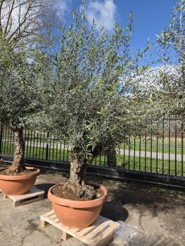 Olivenbaum-Hojiblanca--Nr-45