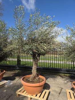 Olivenbaum-Hojiblanca--Nr-46