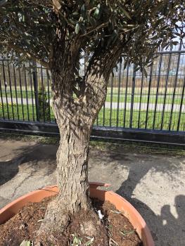 Preview: Olivenbaum Hojiblanca  260 cm -  (ca. 55 Jährig) mit verzweigtem Stamm Nr.46