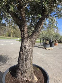 Preview: Olivenbaum Hojiblanca  270 cm -  (ca. 90 Jährig) mit verzweigtem Stamm - Nr.48