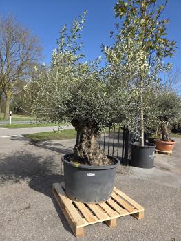 Olivenbaum-Hojiblanca--Nr-49