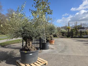 Preview: Olivenbaum Hojiblanca  230 cm -  (ca. 120 Jährig) mit sehr dickem knorrigem Stamm - Nr.49