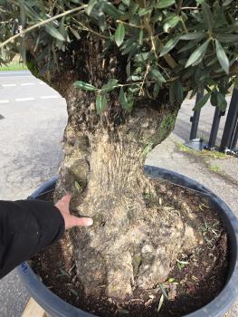 Preview: Olivenbaum Hojiblanca  230 cm -  (ca. 120 Jährig) mit sehr dickem knorrigem Stamm - Nr.49