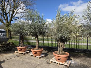 Preview: Olivenbaum Hojiblanca  250 cm -  (ca. 80 Jährig) mit altem Stamm.