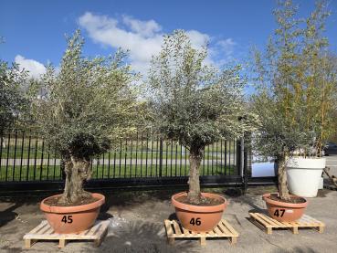 Preview: Olivenbaum Hojiblanca  260 cm -  (ca. 60 Jährig) mit altem Stamm.