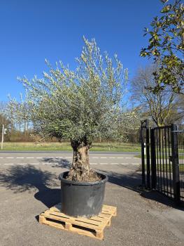 Olivenbaum-Hojiblanca--Nr-57