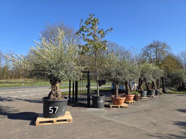 Preview: Olivenbaum Hojiblanca  280 cm -  (ca. 150 Jährig) mit sehr dickem knorrigem Stamm - Nr.57