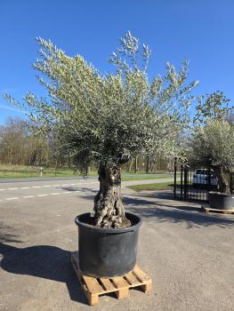 Olivenbaum-Hojiblanca--Nr-58
