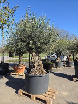 Olivenbaum-Hojiblanca--Nr-60