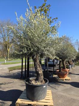 Olivenbaum-Hojiblanca--Nr-62