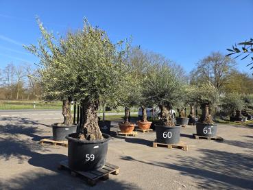 Preview: Olivenbaum Hojiblanca  280 cm -  (ca. 150 Jährig) mit sehr dickem knorrigem Stamm - Nr.59