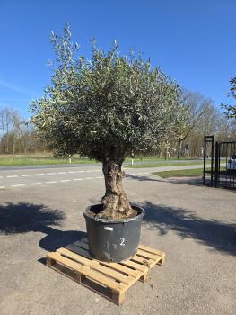 Olivenbaum-Hojiblanca--Nr2