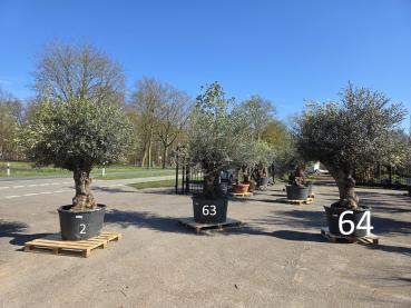 Preview: Olivenbaum Hojiblanca  240 cm -  (ca. 100 Jährig) mit dickem knorrigem Stamm.