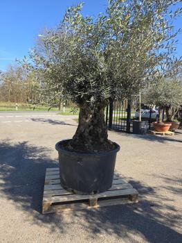 Olivenbaum-Hojiblanca--Nr-63
