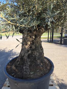 Preview: Olivenbaum Hojiblanca  250 cm -  (ca. 140 Jährig) mit sehr dickem knorrigem Stamm - Nr.63