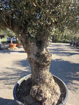 Preview: Olivenbaum Hojiblanca  270 cm -  (ca. 100 Jährig) mit verzweigtem Stamm - Nr.64