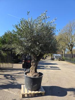Preview: Olivenbaum Hojiblanca  270 cm -  (ca. 100 Jährig) mit verzweigtem Stamm - Nr.64