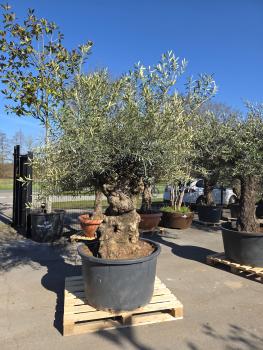 Olivenbaum-Hojiblanca--Nr-65