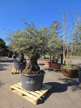 Preview: Olivenbaum Hojiblanca  220 cm -  (ca. 130 Jährig) mit sehr dickem knorrigem Stamm - Nr.67