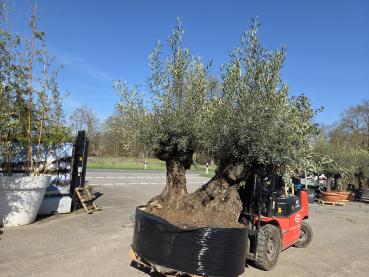 Preview: Olivenbaum Hojiblanca  260 cm -  (ca. 160 Jährig) mit doppelstamm - Nr.77