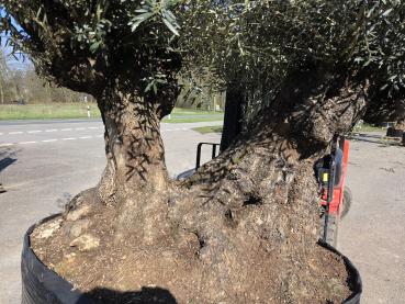 Preview: Olivenbaum Hojiblanca  260 cm -  (ca. 160 Jährig) mit doppelstamm - Nr.77