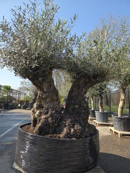 Preview: Olivenbaum Hojiblanca  220 cm -  (ca. 130 Jährig) mit doppelstamm - Nr.83