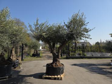 Preview: Olivenbaum Hojiblanca extra hoch 280 cm -  (ca. 150 Jährig) Mega Olivenbaum Nr.85