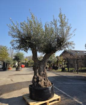 Olivenbaum-Hojiblanca--Nr-78