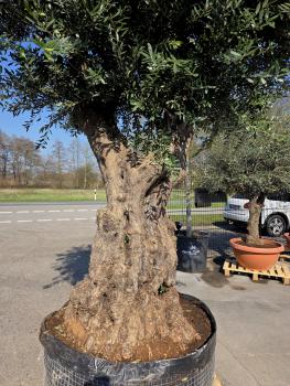 Preview: Olivenbaum Hojiblanca extra hoch 370 cm -  (ca. 200 Jährig) Mega Olivenbaum Nr.79