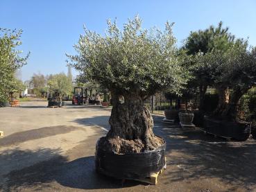 Preview: Olivenbaum Hojiblanca  270 cm -  ( 250 - 300 Jährig) mit super dickem knorrigem Stamm.