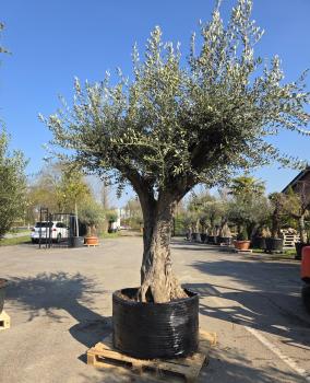 Hohen Olivenbaum - www.plantaplaza.de