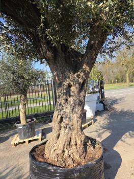 Preview: Olivenbaum XXL Hojiblanca  360 cm -  (ca. 170 Jährig) Mega Olivenbaum Nr.81