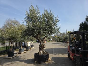 Preview: Olivenbaum-Hojiblanca--Nr-86