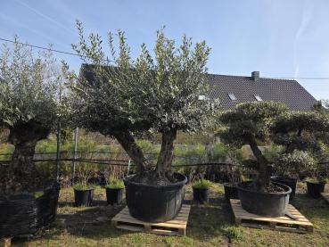 Preview: doppelstamm olivenbaum