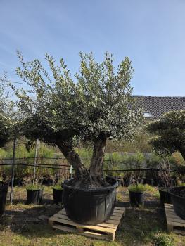 Olivenbaum-Hojiblanca--Nr-74