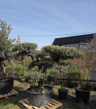 Olivenbaum-Gartenbonsai--Nr-117