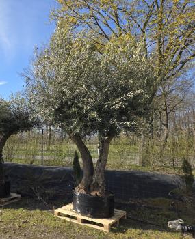 Preview: Olivenbaum Hojiblanca extra hoch 360 cm -  (ca. 150 Jährig) Mega Olivenbaum Nr.82