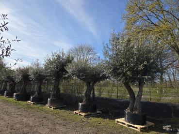 Preview: Olivenbaum Hojiblanca  220 cm -  (ca. 130 Jährig) mit doppelstamm - Nr.83