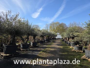 Preview: Olivenbaum kaufen - www.plantaplaza.de