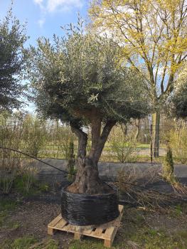 Olivenbaum Hojiblanca extra hoch 280 cm -  (ca. 150 Jährig) Mega Olivenbaum Nr.85