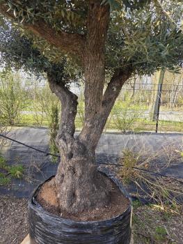 Preview: Olivenbaum Hojiblanca extra hoch 280 cm -  (ca. 150 Jährig) Mega Olivenbaum Nr.85