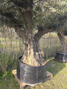 Preview: Olivenbaum XXL Hojiblanca  290 cm -  (über 200 Jährig) Mega Olivenbaum Nr.80