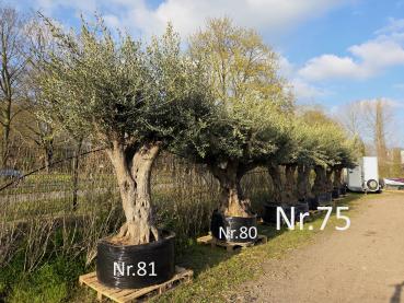 Preview: Olivenbaum XXL Hojiblanca  360 cm -  (ca. 170 Jährig) Mega Olivenbaum Nr.81