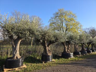 Olivenbaum Hojiblanca extra hoch 380 cm -  (ca. 150 Jährig) Mega Olivenbaum Nr.86